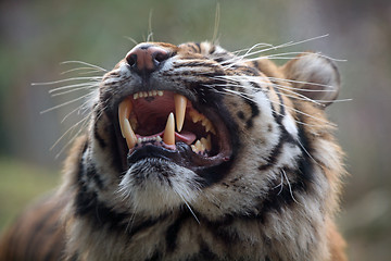 Image showing tiger