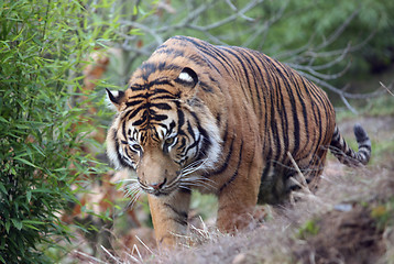 Image showing tiger