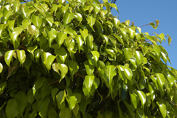 Image showing Green plants in Mexico