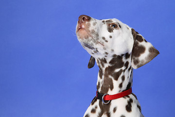 Image showing Dalmation