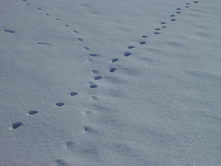 Image showing steps on the snow