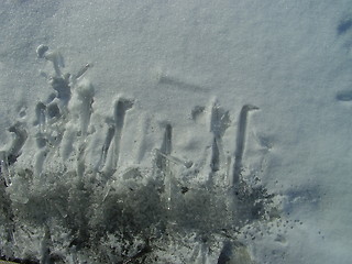 Image showing icicles on the ground