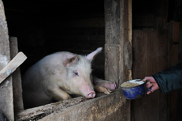 Image showing Feeding the Pig