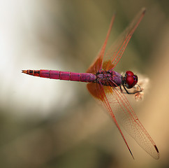Image showing Dragonfly in Qatar