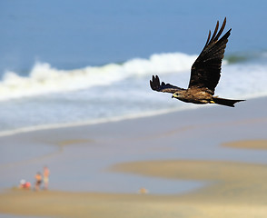 Image showing Black kite in flight
