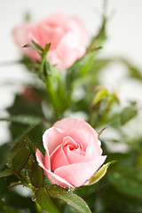 Image showing Pink roses