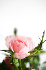 Image showing Pink rose