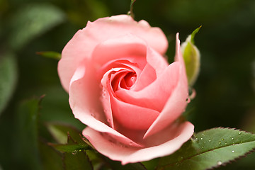 Image showing Pink rose