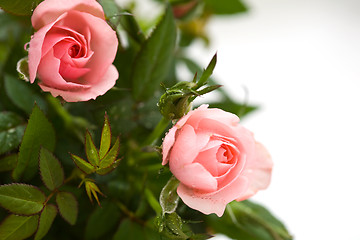 Image showing Pink roses