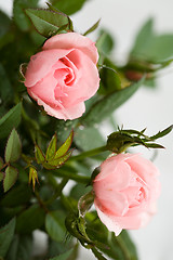 Image showing Pink roses