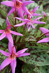 Image showing Dogtooth Violet Erythronium dens-canis
