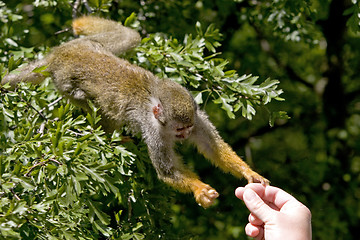 Image showing Monkey getting fed