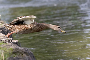 Image showing Take off