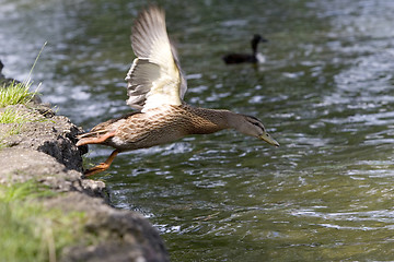 Image showing Taking off