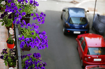 Image showing Petunias on balcony