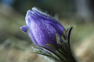 Image showing Blue Crocus