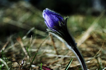 Image showing Blue Crocus