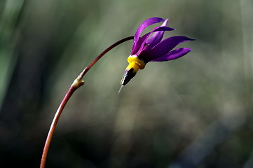 Image showing Shooting Star