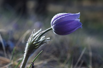 Image showing Blue Crocus