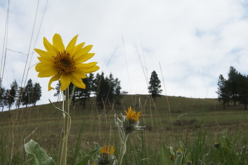 Image showing Balsam Root against sky