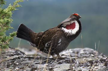 Image showing Blue Grouse 01