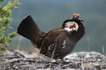 Image showing Blue Grouse 02