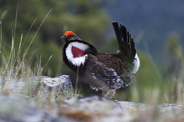 Image showing Blue Grouse 04