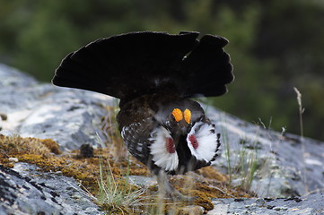 Image showing Blue Grouse 05