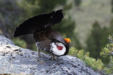 Image showing Blue Grouse 09