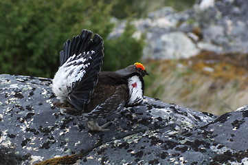 Image showing Blue Grouse 10