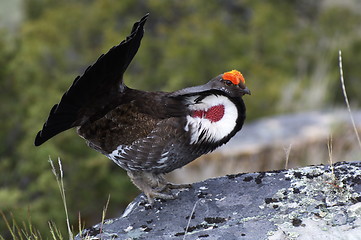 Image showing Blue Grouse 13
