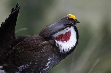 Image showing Blue Grouse 19