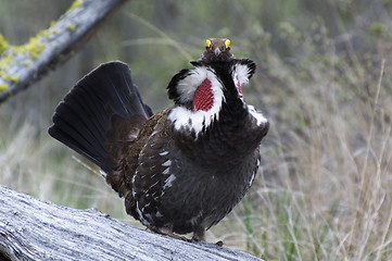 Image showing Blue Grouse 37