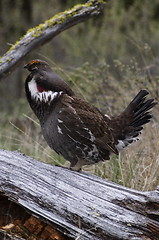 Image showing Blue Grouse 40