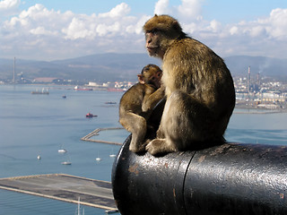 Image showing Barbary Apes in Gibralter