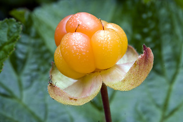 Image showing Cloudberry