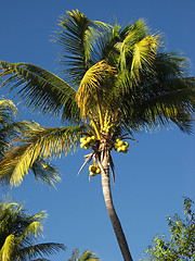 Image showing coconut tree in the blue sky