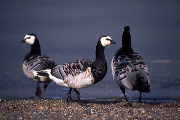 Image showing Barnacle Goose