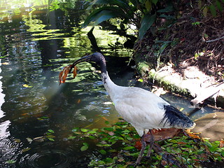 Image showing Hungry Stork