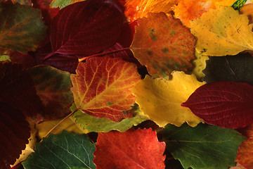 Image showing Red Leaves