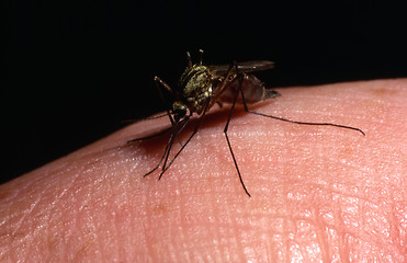 Image showing Mosquito sucking blood