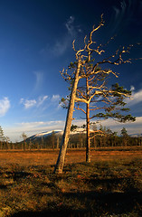 Image showing Lonely trees in the field of autumn