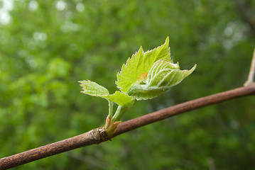 Image showing vine green leaves