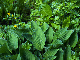 Image showing Bog Garden