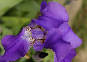 Image showing Violet gladiolus