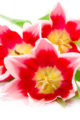 Image showing pink tulips