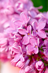 Image showing fresh lilac flower