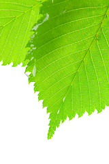 Image showing green leafs