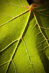 Image showing Dramatically Lit Grape Leaf on the Vine