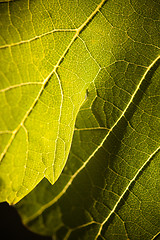 Image showing Dramatically Lit Grape Leaf on the Vine